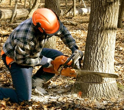 Tree Removal in Kinsale, VA
